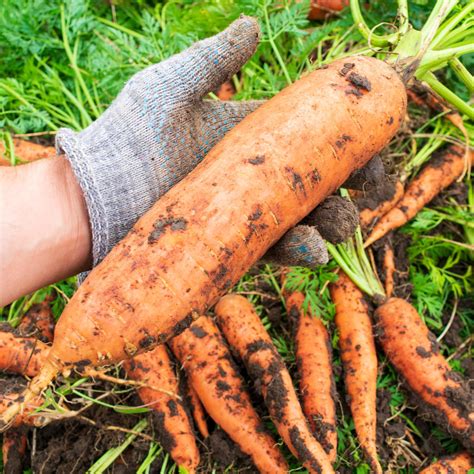 Fertilizer For Carrots Bigass Carrot Fertilizer 100 Organic