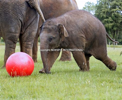 Baby Elephant Elizabeth Has Trunkabout With Ball Newspix International