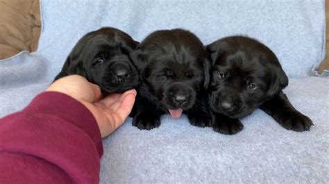 Female Black Labrador Puppies 3 Weeks And 2 Days Old Gypsiesniper