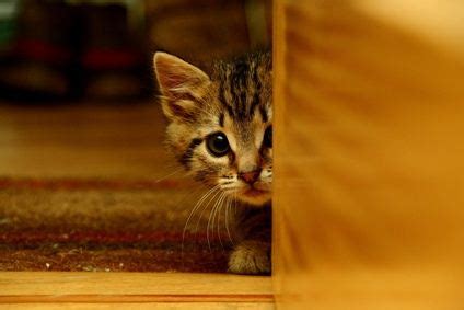 But we have some tips to help you and your new kitty relax every cat is different, just like every home is different. What if the New Kitten is Scared of You? - pet-happy.com