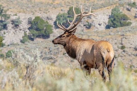 Spot New Mexico Wildlife At These 5 Captivating Campgrounds