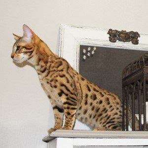 Alibaba.com offers 1,591 buy savannah cat products. Savannah Cat for Sale | Savannah Kittens Available ...