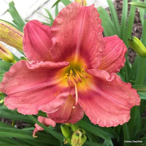 Rosy Returns Daylily Acclaimed Rebloom Oakes Daylilies