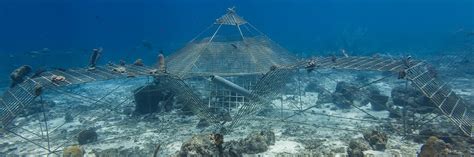 An artificial reef is a manmade structure that may mimic some of the characteristics of a natural reef. Biorock project Curacao - Global Coral Reef Alliance