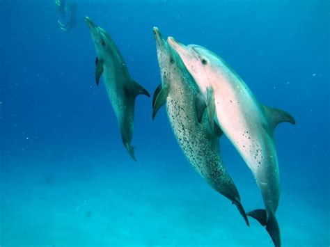 Dolphins Helping Humans Dolphin Way