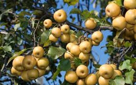 Shinseiki Asian Pear 5 Gallon Tree Fruit Asian Pear