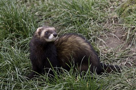 Polecats And Rat Poison Peoples Trust For Endangered Species