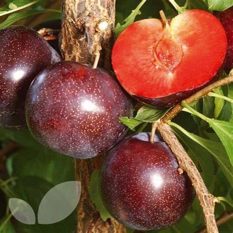 This exotic edible mangosteen fruit is deep reddish purple. Pluot Purple Candy Fruit Trees For Sale