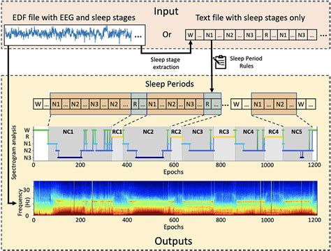 Frontiers Ssave A Tool For Analysis And Visualization Of Sleep Periods Using
