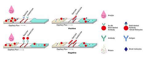 Immunochromatography Lateral Flow Immunoassay Principle And Uses Zohal