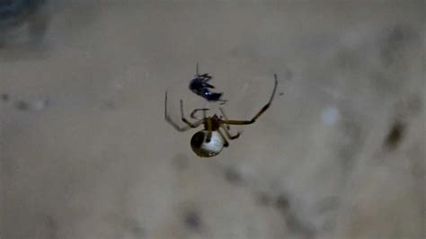 They are well known for the distinctive black and red coloring of the female of the species that will occasionally eat her mate after reproduction. ‫אלמנה לבנה צדה - White widow spider (Latrodectus pallidus ...