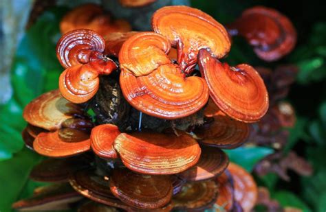How To Grow Reishi Mushrooms The Ultimate Guide Grocycle