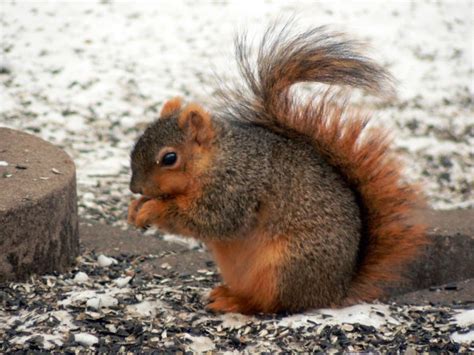 Wild Squirrel Mange Or Hair Loss