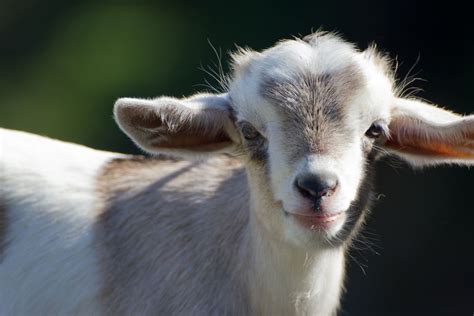 15 Fascinating Facts About Goats