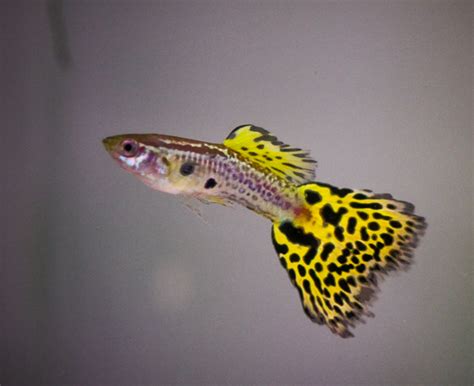 However, if you're still on cobra during the next open enrollment period, you can choose another plan from those your former company offers to 3. Yellow Cobra Guppy (Male) - Aquarium Fish For Sale