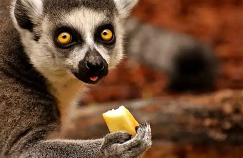 Lemur Description Habitat Image Diet And Interesting Facts