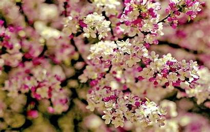 Spring Flowers Background Desktop Tree Downloads Categories