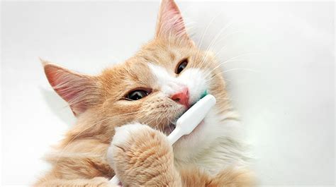 2294 x 1627 jpeg 327 кб. 目指すは1日1回!猫の正しい歯磨きの方法とは？