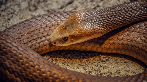 10 Most Venomous Snakes In The World Poisonous And Dangerous