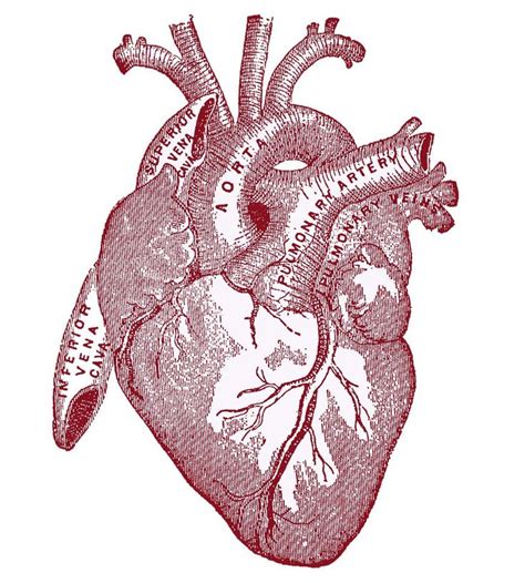 Anatomical Heart Pictures
