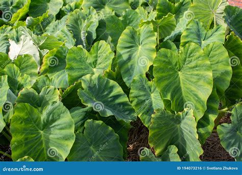 Colocasia Esculenta Or Taro Or Kalo Plantation Stock Photo Image Of
