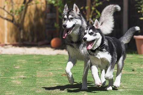 Check spelling or type a new query. Nombres para perros husky siberiano