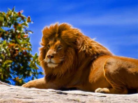 Hd Wallpapers Blog African Lion Wallpapers