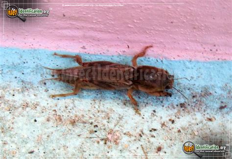 Tawny Mole Cricket Pictures