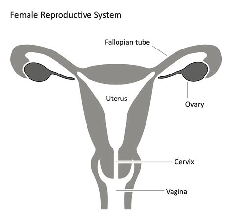 Label The Structures Of The Female Reproductive System