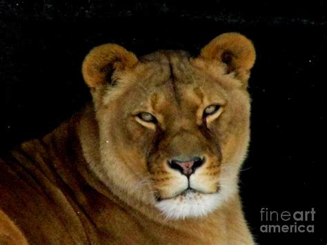 Lioness No2 Photograph By Rl Clough Fine Art America