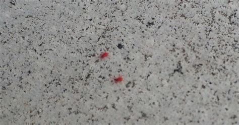 [tulsa Ok] Tiny Red Bugs Love Our Concrete Does Anyone Recognize Them Imgur