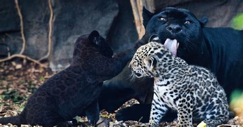 Babies And Beautiful Mom Baby Black Panther