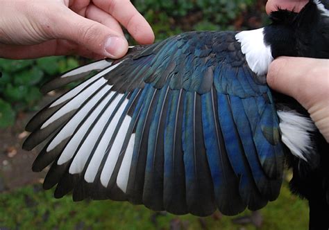 Its appearance is distinguishable from other magpies by its dense plumage, shorter and rounder wings, longer tail, and its iridescent blue feathers. Birding with Faab.: 11/2011 - 12/2011