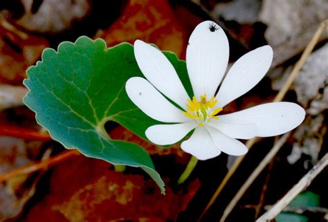 We did not find results for: Nature Park Plants - DePauw University