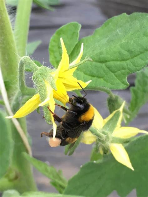 how to hand pollinate tomato flowers to triple fruit production