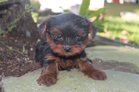 Check spelling or type a new query. 6 week old yorkie puppy for sale located in Millerstown Pa. you can view him at http://www ...