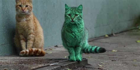Meet The Green Cat Of Bulgaria