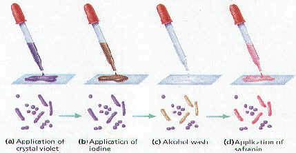 See full list on frontiersin.org bacteria notes b1