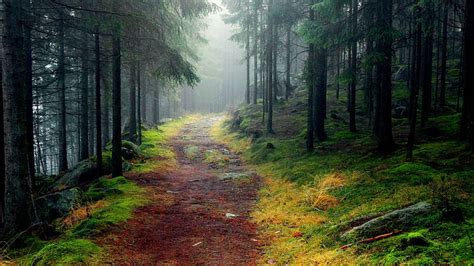 Hd Wallpaper Nature 2560x1440 Forest Tree Fog Path Hd Nature 4k