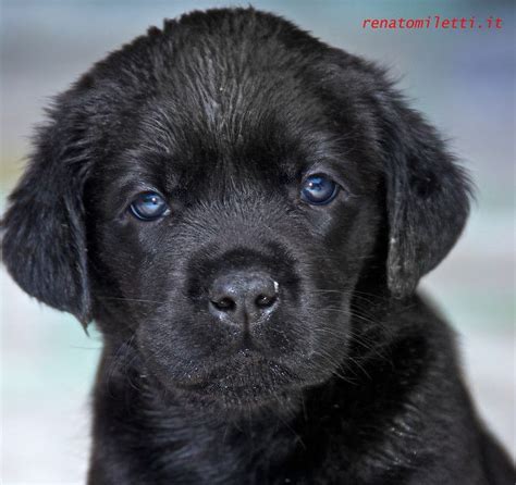 Black Lab The Gallery For Black Lab Puppies With Blue Eyes Black
