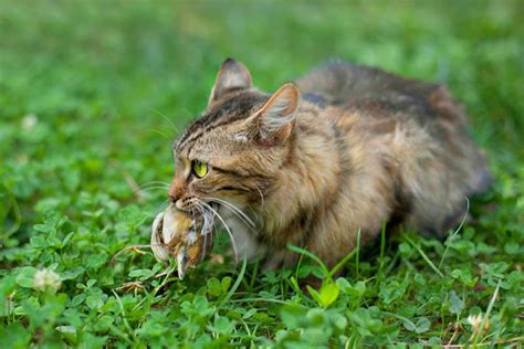 Feral Cats Impact Purangi Kiwi East Taranaki Environmental Trust