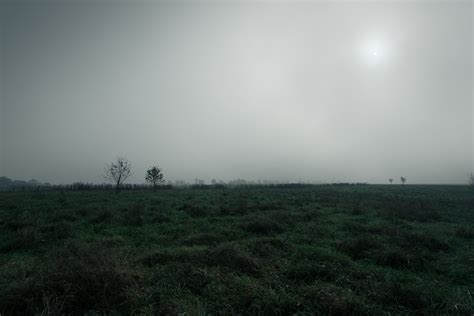 Free Images Landscape Tree Nature Grass Horizon Marsh Swamp