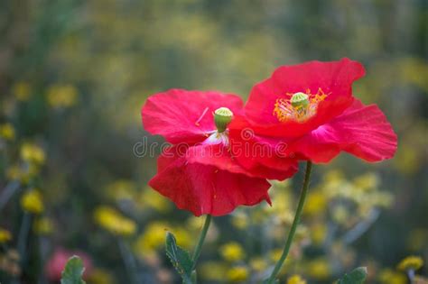 Red Corn Poppy Flowers Stock Image Image Of Delicate 53668941