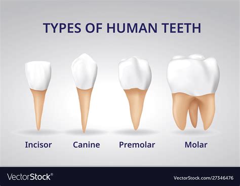 Types Human Teeth Human Bone Anatomy 3d Royalty Free Vector