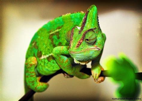 I wanted to know if there easy to handle. How good are these reptile photos!? | Tiere, Natur