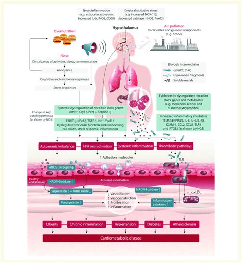 Proposed Pathophysiological Mechanisms Of Cardiovascular Disease