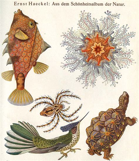 Organic forms with contour lines. Theory: Organic Shapes- Ernst Haeckel's Art Forms in ...