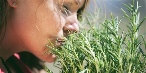 Sniffing Rosemary Can Increase Memory By