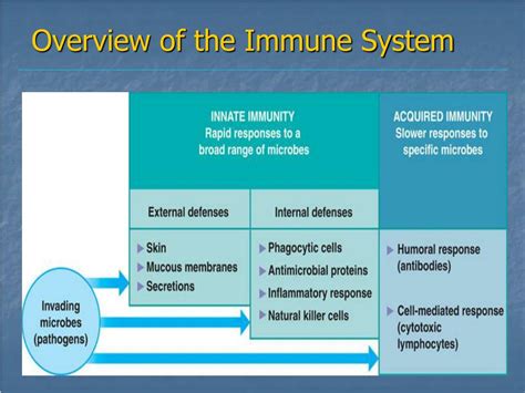 Ppt Immune System Powerpoint Presentation Free Download Id1434321