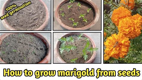 How To Grow Marigold From Seeds गेंदे के फूल को बीज से कैसे उगाएं